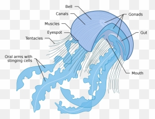 Fileanatomy Of Jellyfishsvg - Wikimedia Commons Jellyfish Diagram png