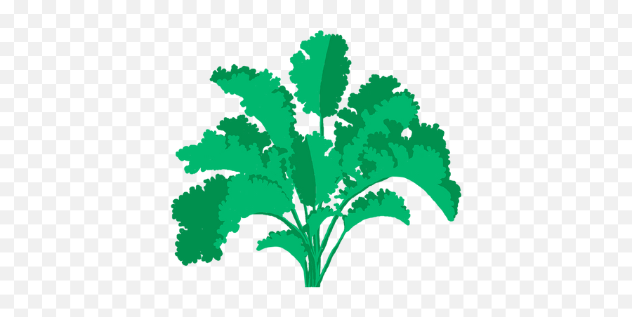 Curly Kale - Fines Herbes Png,Cilantro Icon