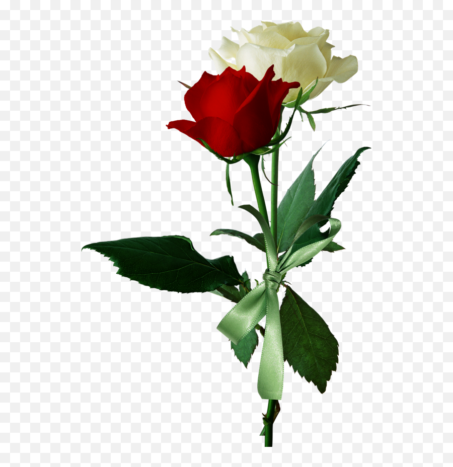 Download Hd - White And Red Roses Png Love Red And White Rose,Red Rose Png