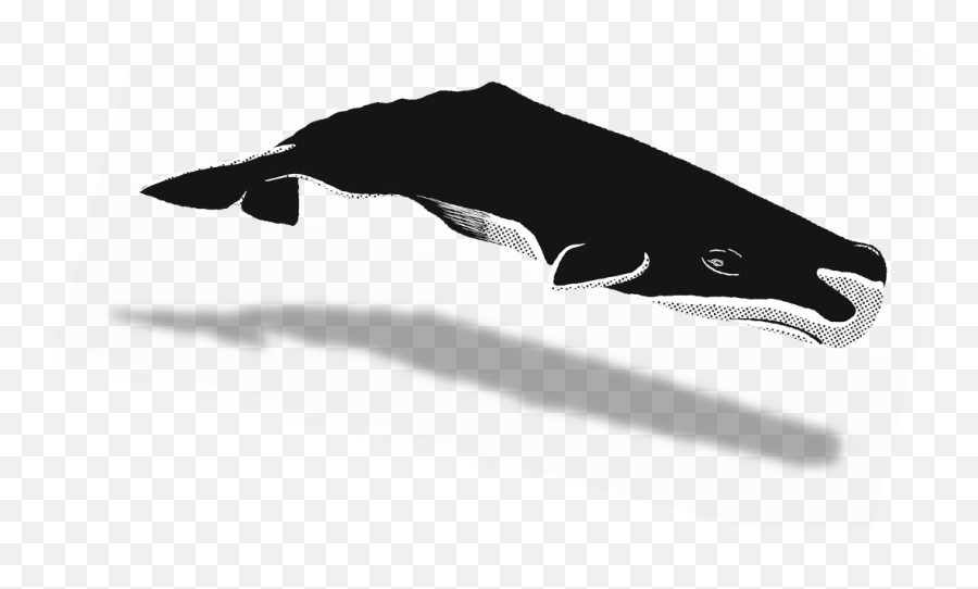 Download Share - Humpback Whale Png Image With No Background Humpback Whale,Humpback Whale Png