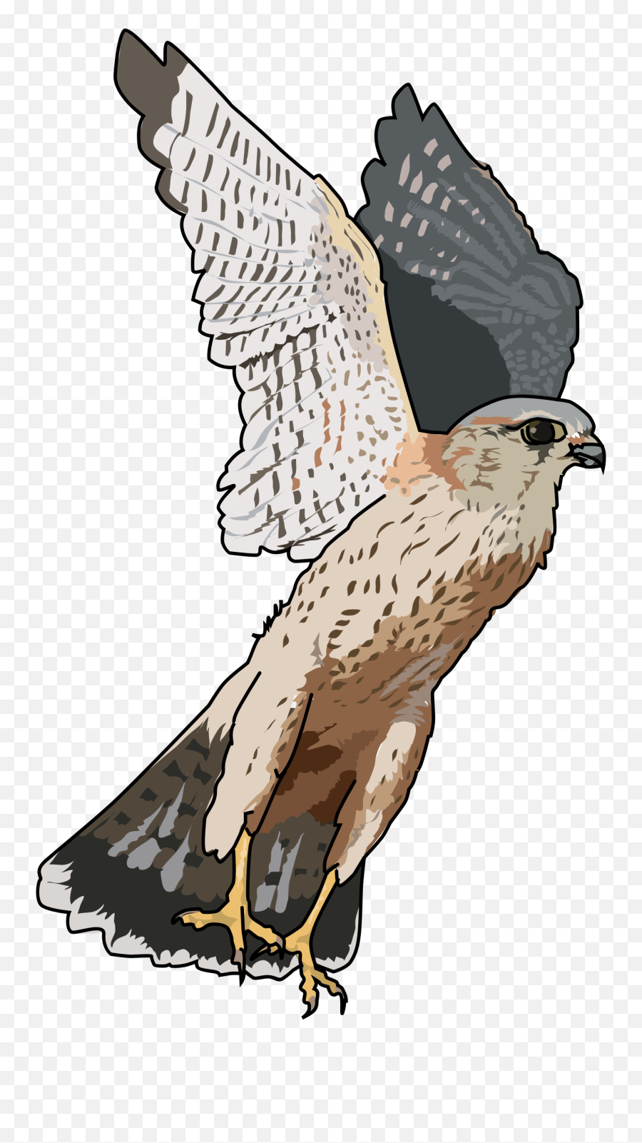 Download Free Png Falcon Image - Falcon Clipart Png,Falcon Png