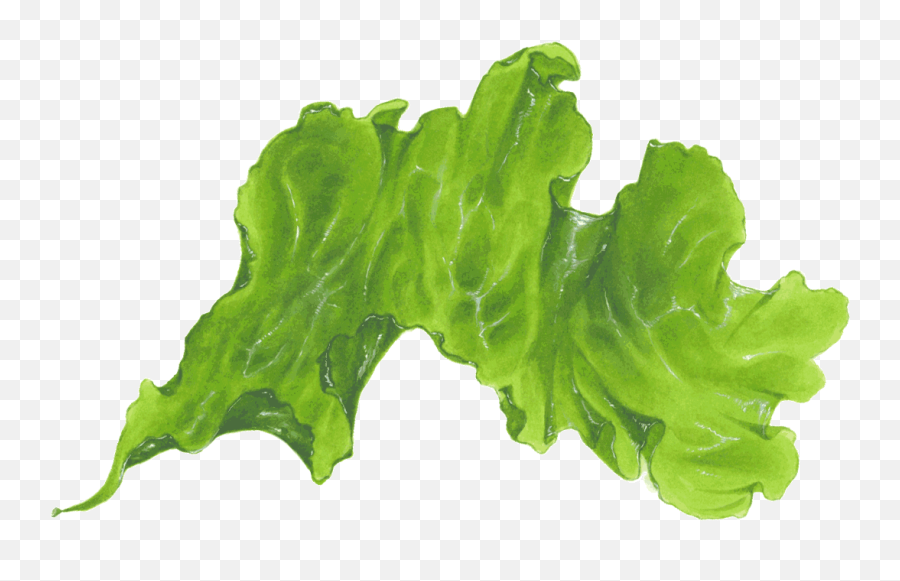 Download Seaweed Png Transparent - Mustard Greens,Seaweed Png