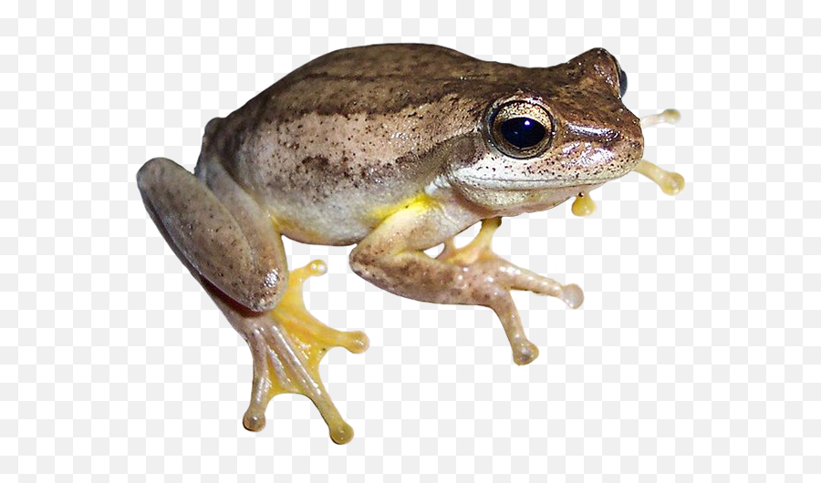 Frog With No Border - Frog No Background Transparent Png,Frog Transparent Background