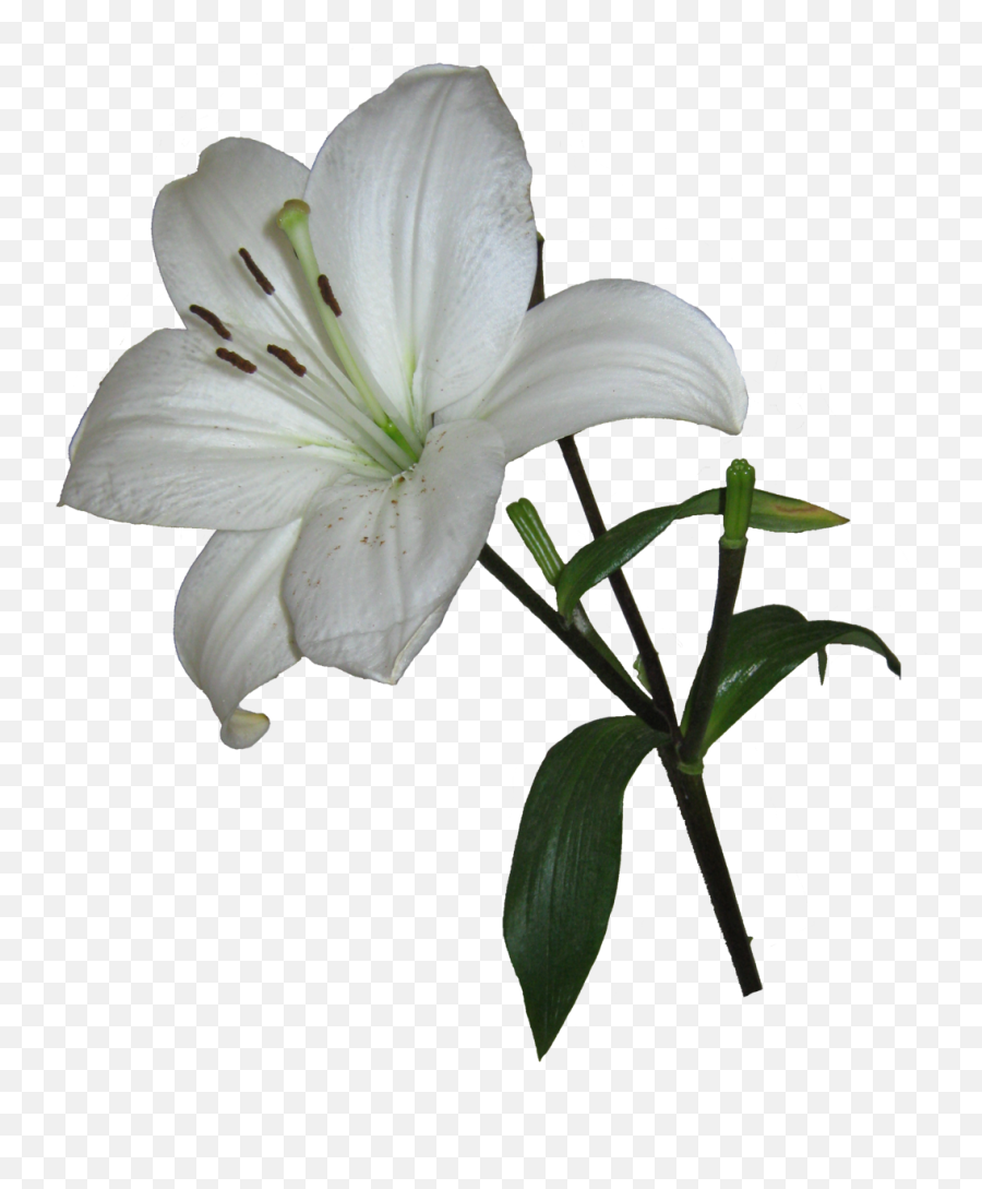 Lily Png Transparent - Easter Lily Transparent Background,Lily Transparent Background