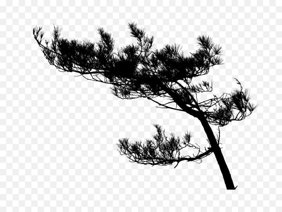 Tree Pine Silhouette - Free Image On Pixabay Tree Silhouette High Res Png,Pine Tree Silhouette Png