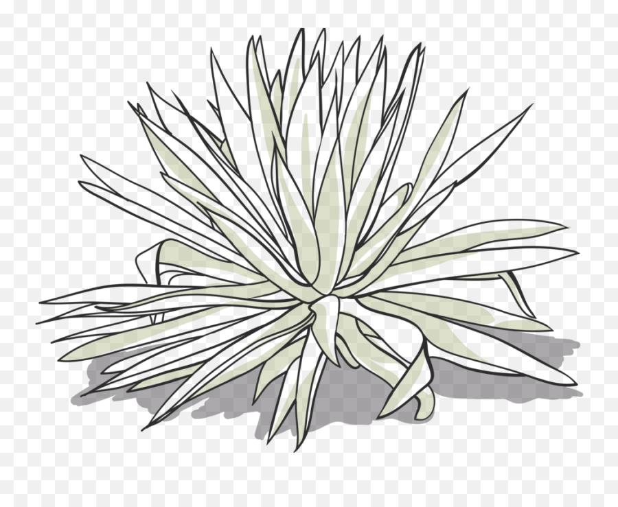 Arroqueño Banhez Mezcal - Agave Png,Agave Png