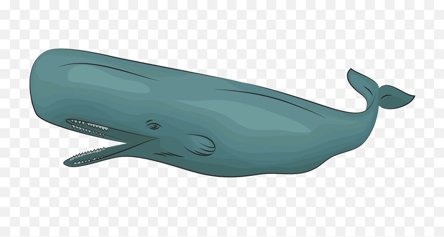 Sperm Whale Clipart - Sperm Whale Clipart Png,Sperm Png