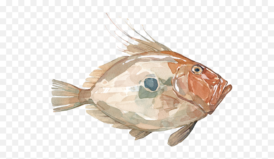 Download John Dory - Goldfish Full Size Png Image Pngkit Goldfish,Dory Png