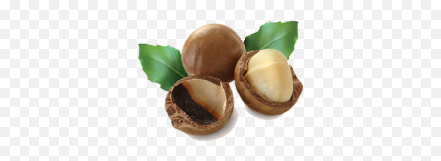 Macadamia Png And Vectors For Free - Macadamia Nuts Transparent Background,Nuts Png