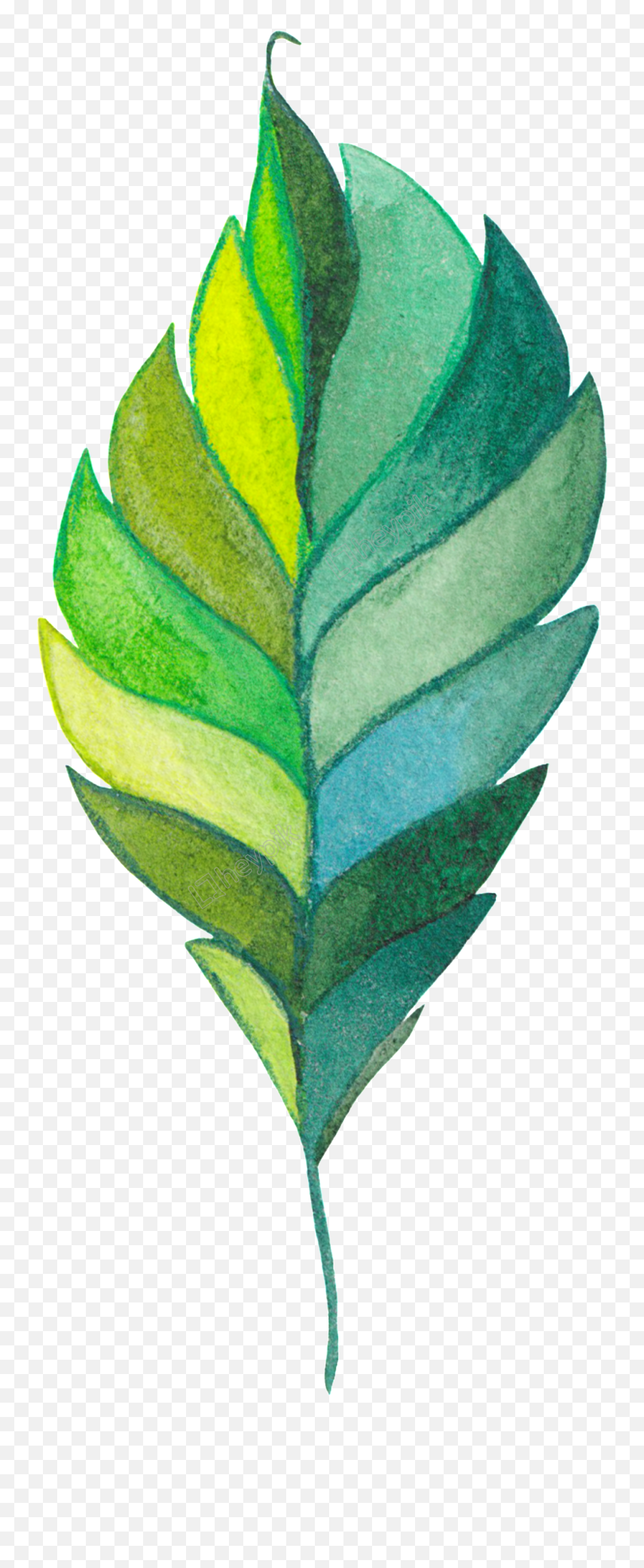 Botanical Vector Monstera Leaves - Arrowroot Family Png,Monstera Leaf Png