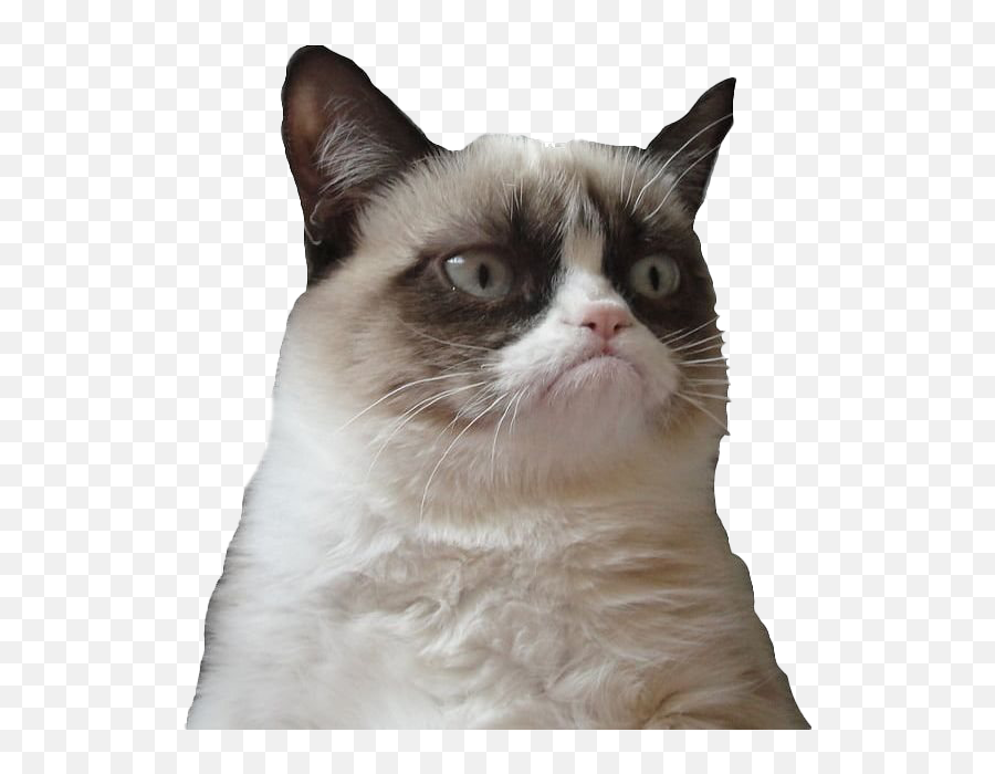 Grumpy Cat Face Png Picture Mart - Face Grumpy Cat Png,Cat Whiskers Png