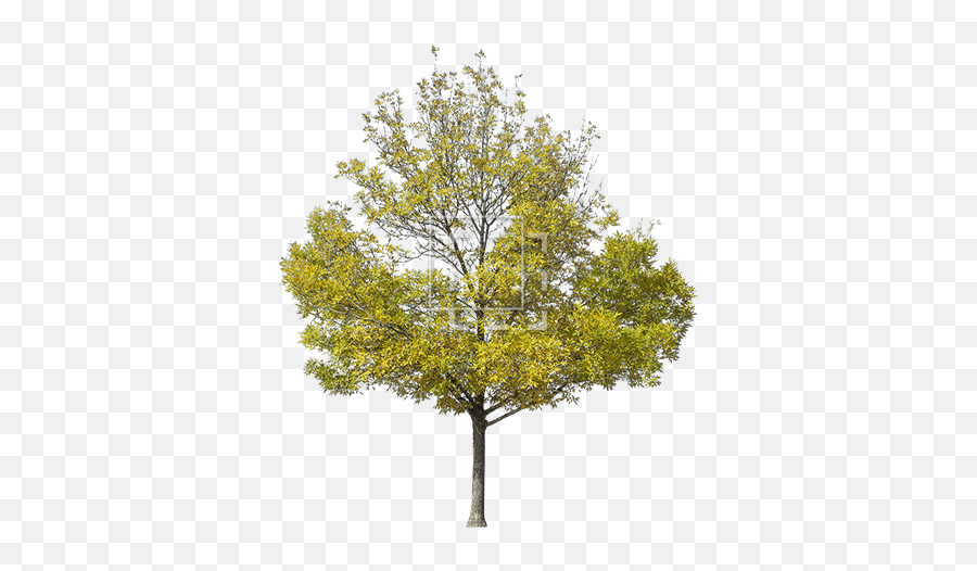 Yellow Green Tree - Yellow Tree Photoshop Png,Tree Cutout Png