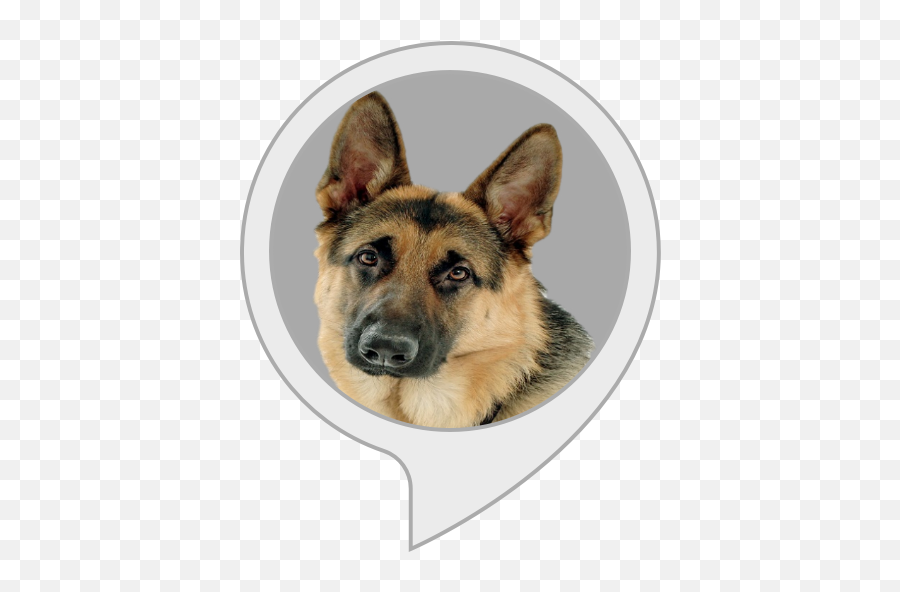 Amazoncom German Shepherd Facts Alexa Skills - German Shepherd Dog Png,German Shepherd Png