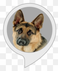 Amazoncom German Shepherd Facts Alexa Skills - German Shepherd Dog Png,German Shepherd Png