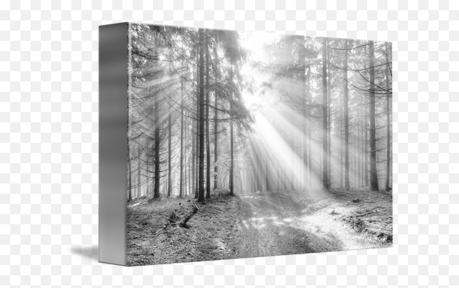 Sun Rays In The Forest - God Beams Coniferous Forest In Fog Png,God Rays Png