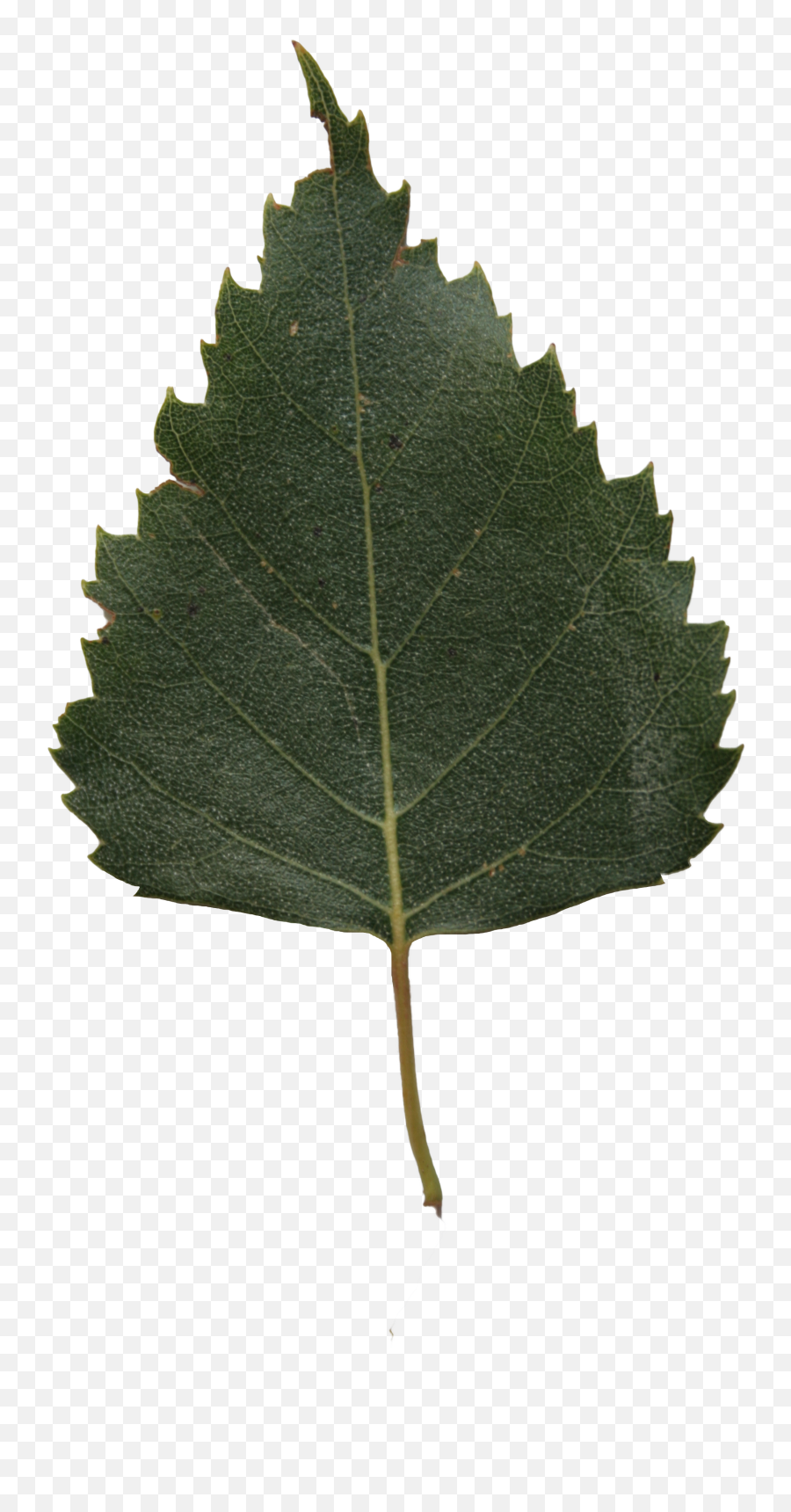 Birch Png Texture Free Cut Out People Trees And Leaves - Birch Leaf Png,Cut Png