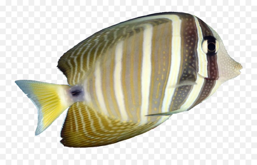 Aquatic Design Centre - Butterflyfishes Png,Transparent Ribbon Eel