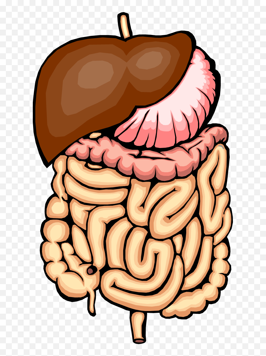 Digestive System Clip Art - Digesting Food Is A Chemical Change Png,Digestive System Png