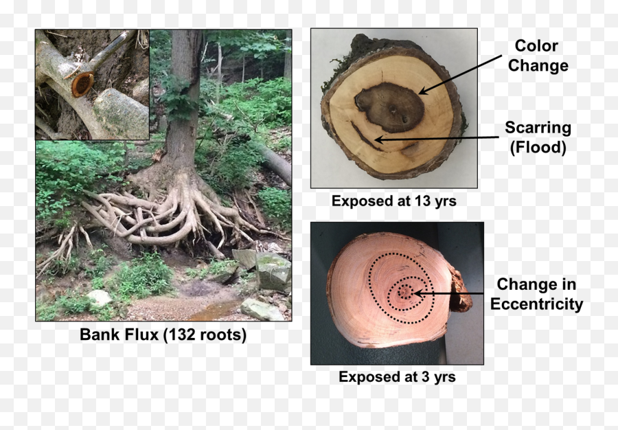 Scientists Estimate Erosion Rates With Cross Sections Of - Tree Root Cross Section Png,Tree Root Png