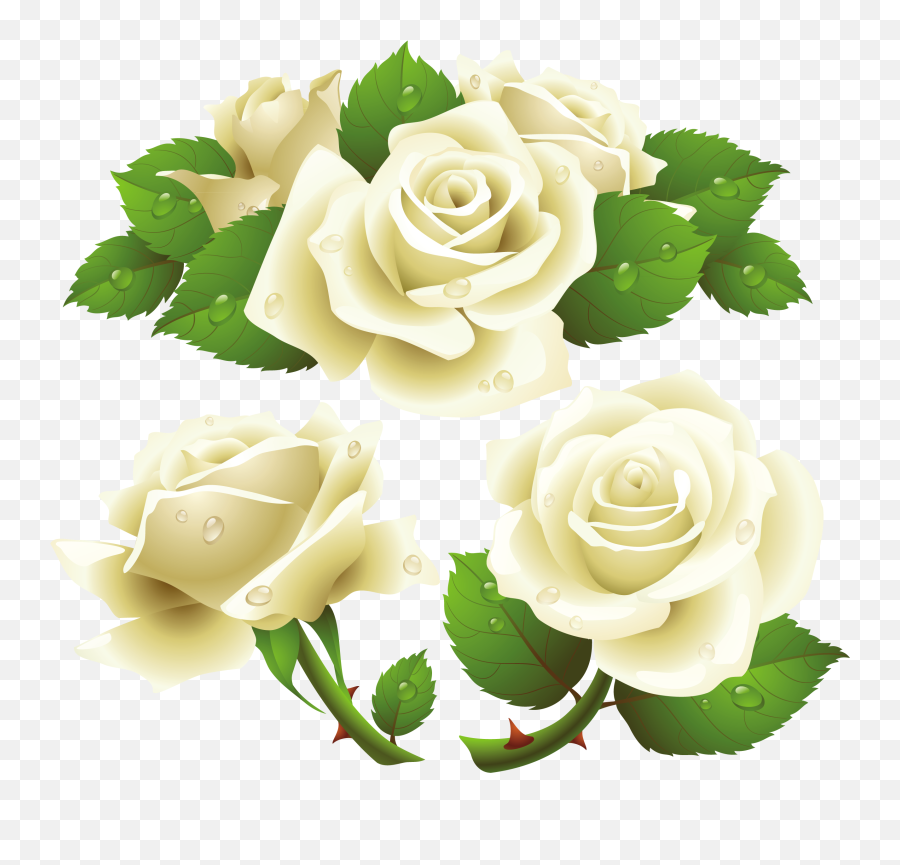 Flower Free White Roses Png Image - White Roses Png,Real Rose Png