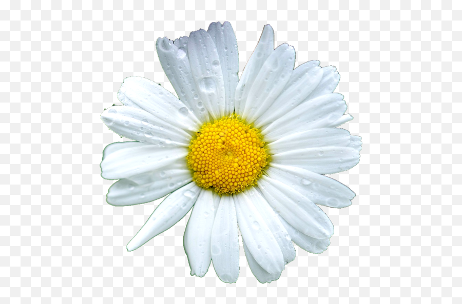 Daisy Flowers Icon Theme - Marguerite Daisy Png,Daisy Icon