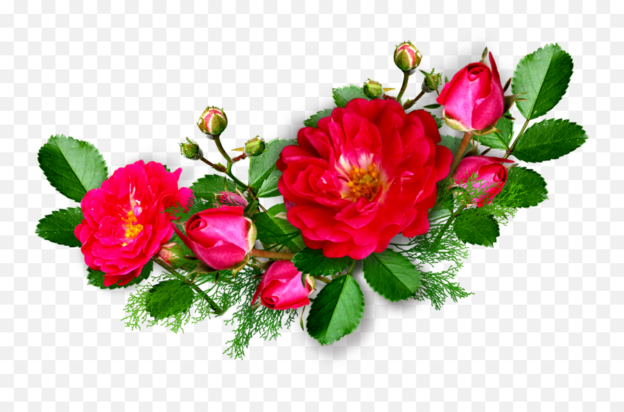 Pink Rose Png Psd Clipart Transparent - Rose Images Png Hd,Rose Clipart Transparent Background