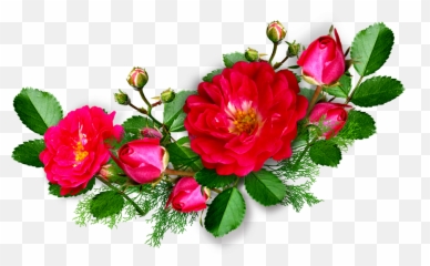 Pink Rose Png Psd Clipart Transparent - Images Png Hd
