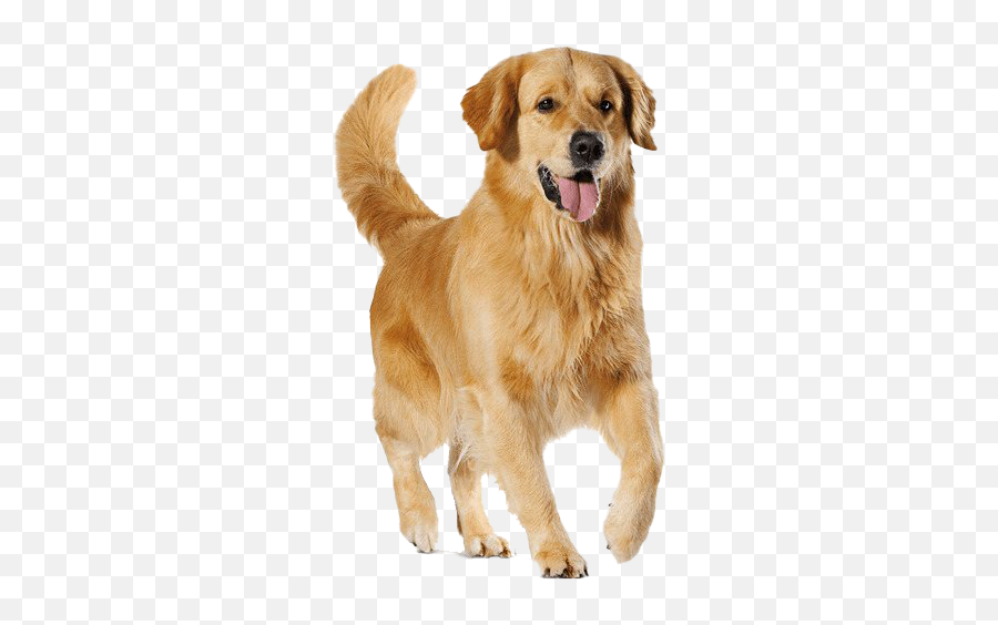 Golden Retriever Dog Transparent - Transparent Golden Retriever Png,Dog Transparent