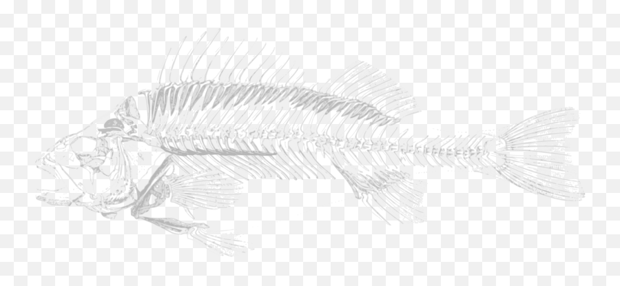 Free Icons Png Design Of Dead Fish - Transparent Fish Bone Png,Transparent Fish