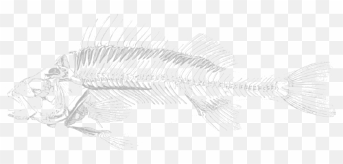 Free Icons Png Design Of Dead Fish - Transparent Bone