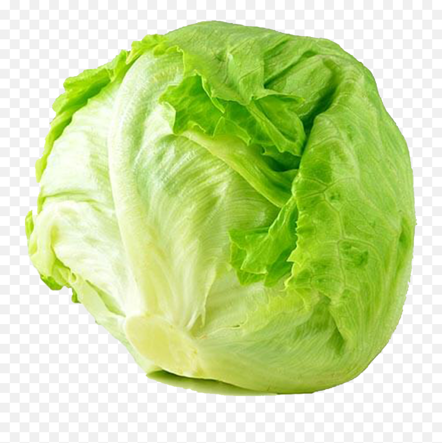 Cabbage Png Transparent File Real - Iceberg Lettuce Png,Cabbage Png