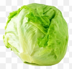 Cabbage Png Transparent File Real - Iceberg Lettuce Png,Cabbage Png