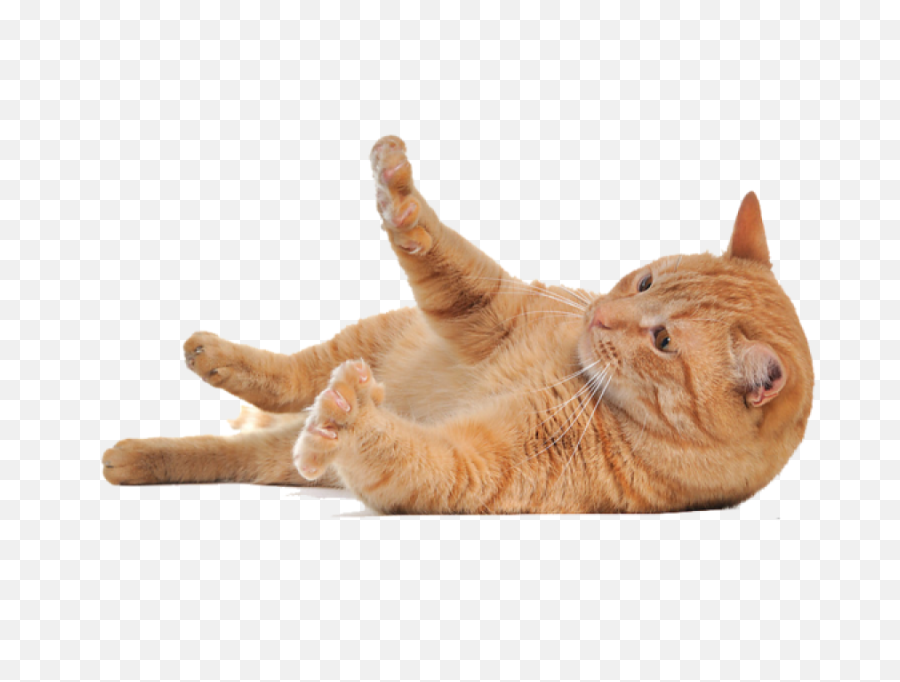 Cat Playing Png Images Download