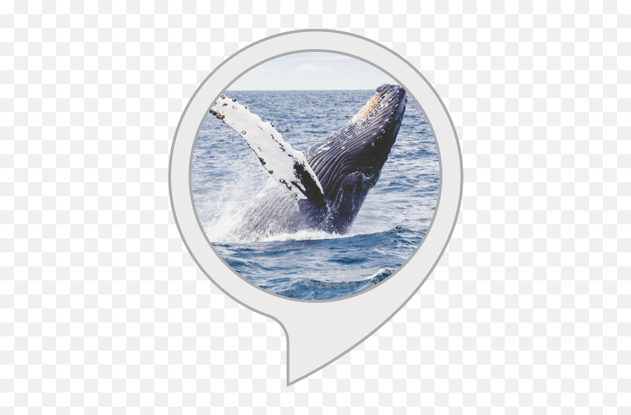 Amazoncom Singing Whales Alexa Skills - Whales Png,Humpback Whale Png