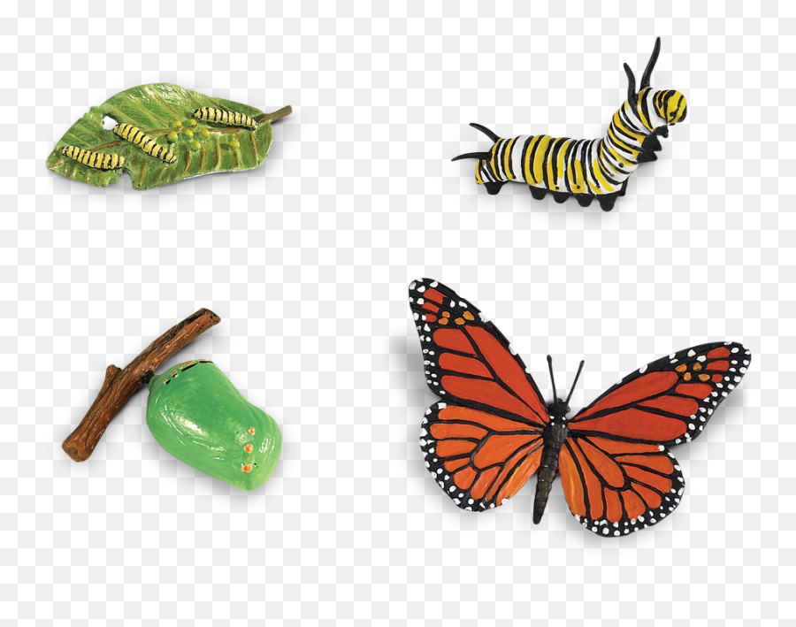 Questacon - The National Science And Technology Centre Butterfly Life Cycle Toys Png,Monarch Butterfly Png