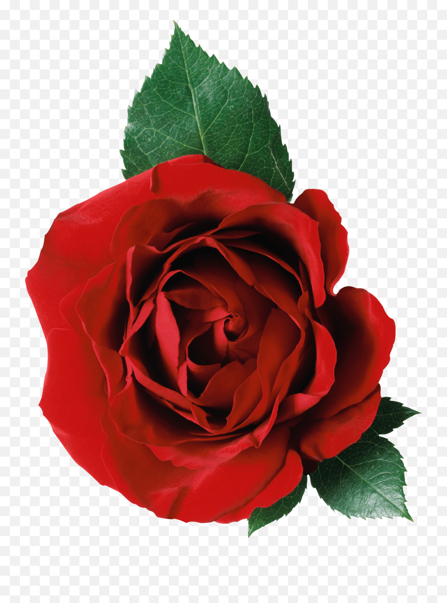 One Rose And Leaves Transparent Png - Rose Flower Png,Rose Transparent