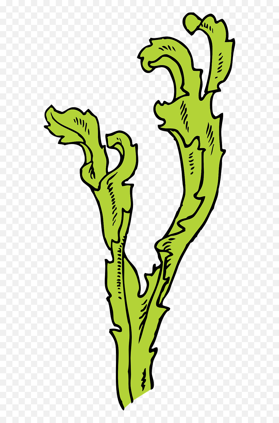 Seaweed Plant Algae - Seaweed Clip Art Png,Seaweed Png