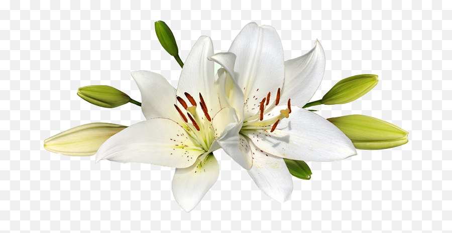 Lily Png Transparent - Easter Lily Transparent Background,Lily Transparent Background