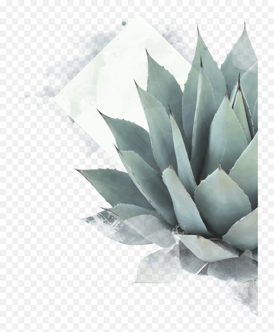 Agave Plant - Blue Agave Plant Drawing Png,Agave Png