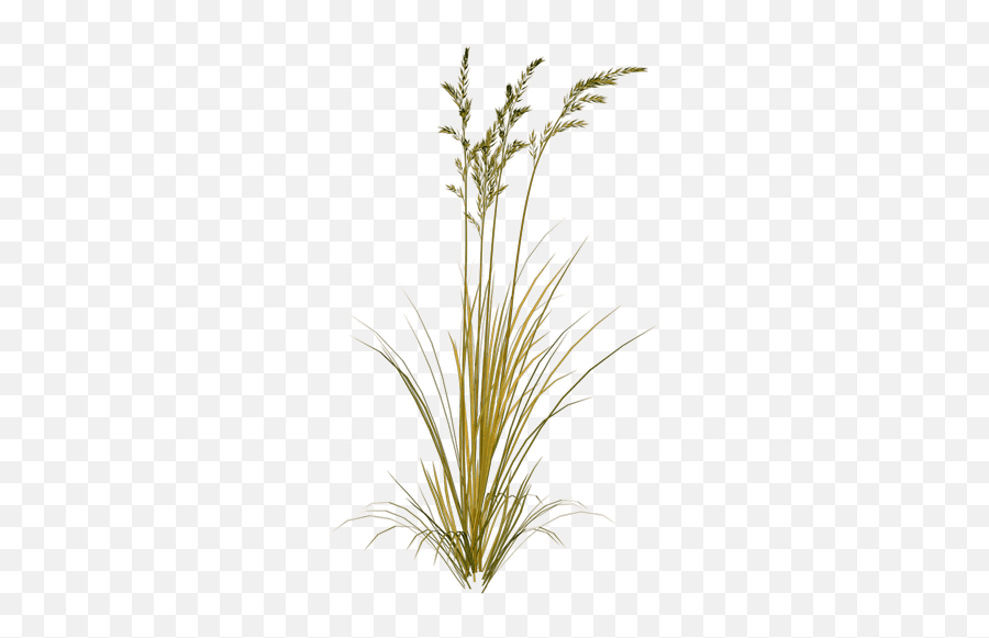 Index Of Sidawtexturesfoliage - Green Wheat Png,Foliage Png