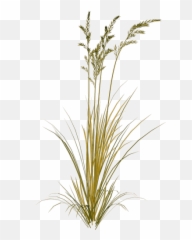 Index Of Sidawtexturesfoliage - Green Wheat Png,Foliage Png