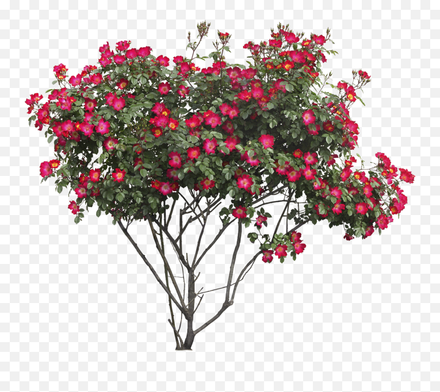 Download Bush With Flowers Png Image For Free - Flower Bush Transparent Background,Wild Flowers Png
