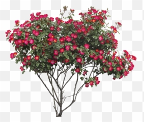 Download Bush With Flowers Png Image For Free - Flower Transparent Background