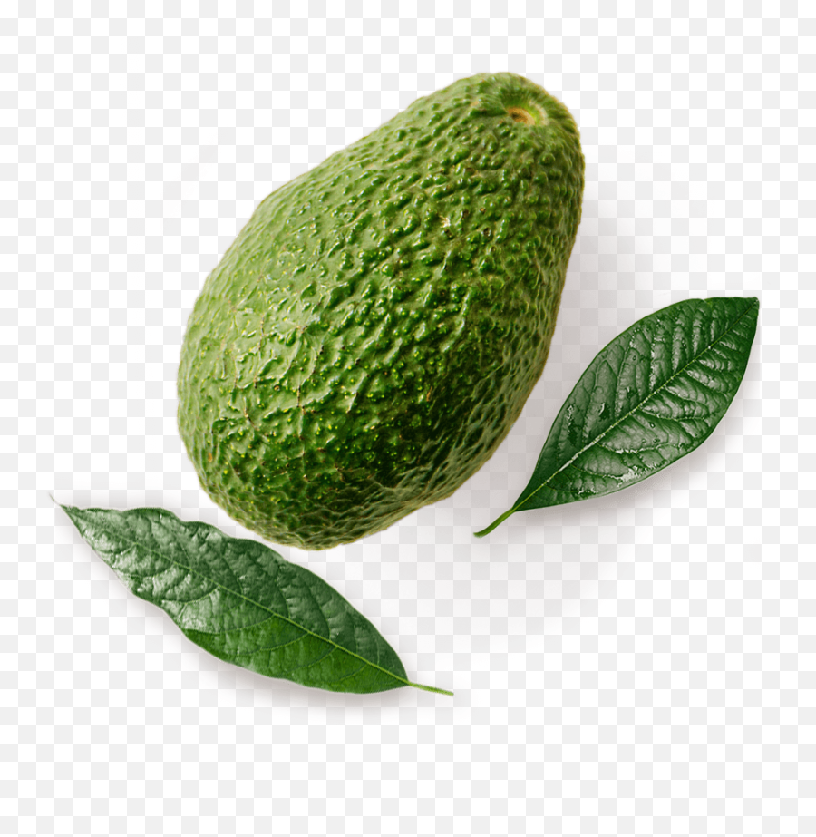 Tips For Safely Storing Avocados - West Indian Gherkin Png,Avacado Png