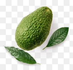 Tips For Safely Storing Avocados - West Indian Gherkin Png,Avacado Png