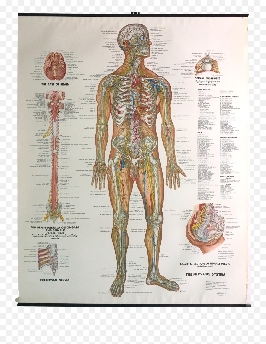 Vintage Mid - Century Anatomical Chart Nervous System Nervous System Anatomical Chart Png,Nervous System Png