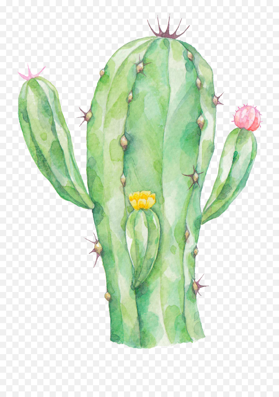 Download Radiation Proof Cactus Png Transparent - Cactus Png Watercolor Cactus With Transparent Background,Cactus Png