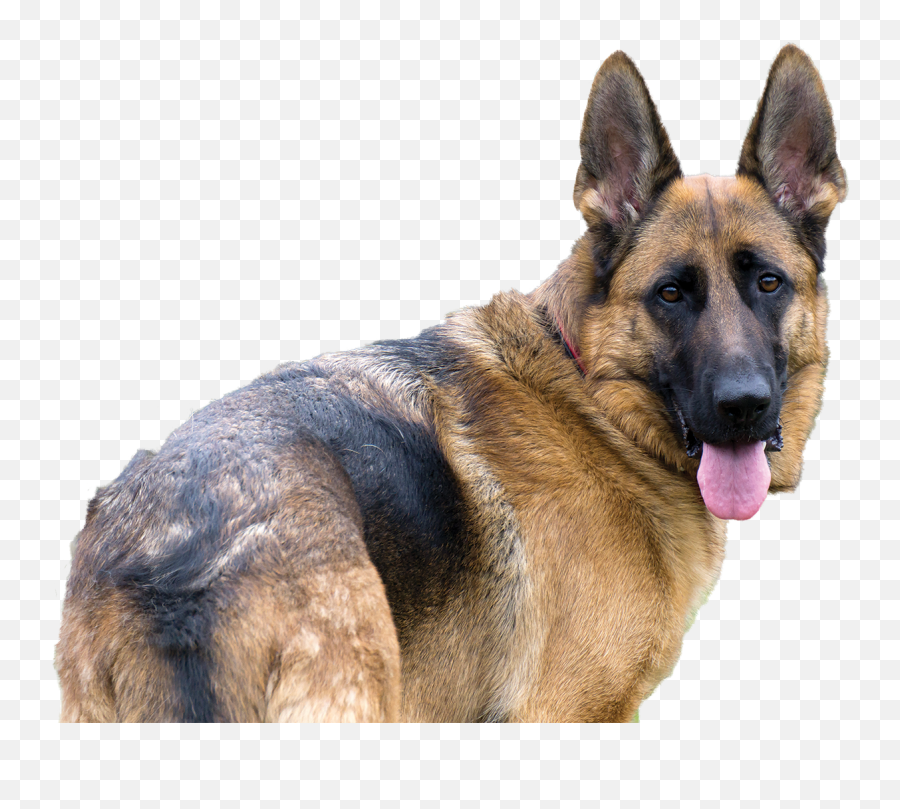 Download Hd German Shepherd - Old German Shepherd Dog German Shepherd Png,German Shepherd Png