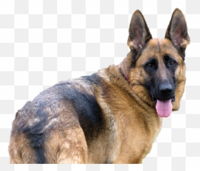 Download Hd German Shepherd - Old German Shepherd Dog German Shepherd Png,German Shepherd Png