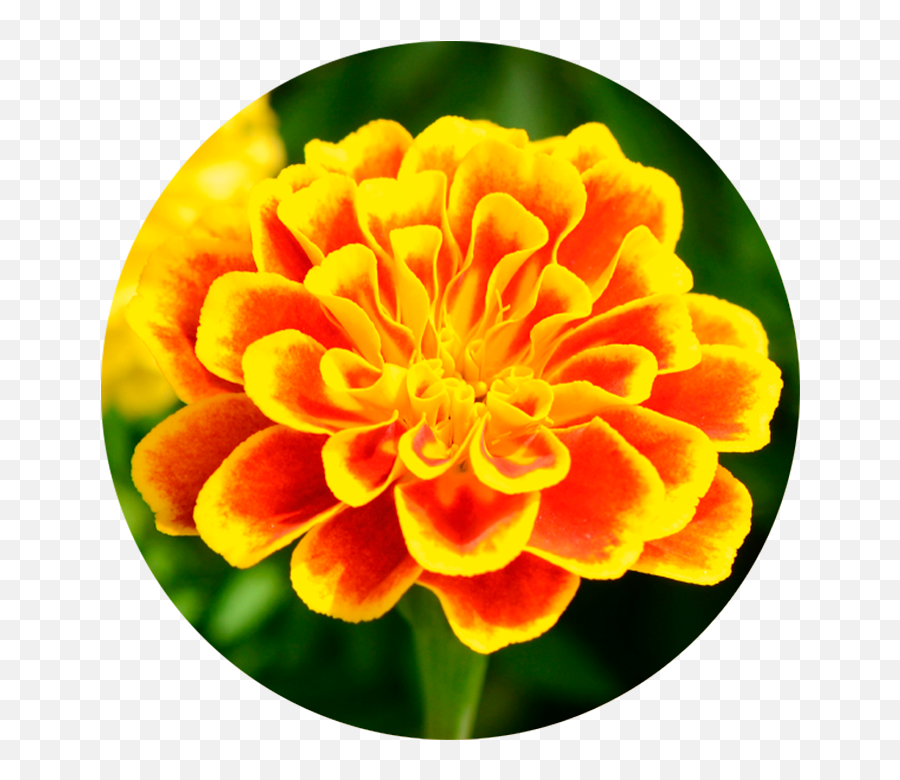 3 In 1 Facial Oil Annemarie Börlind - Marigold Png,Marigold Png